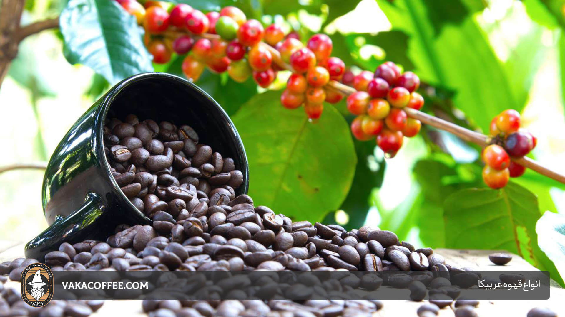 انواع قهوه عربیکا | قهوه واکا