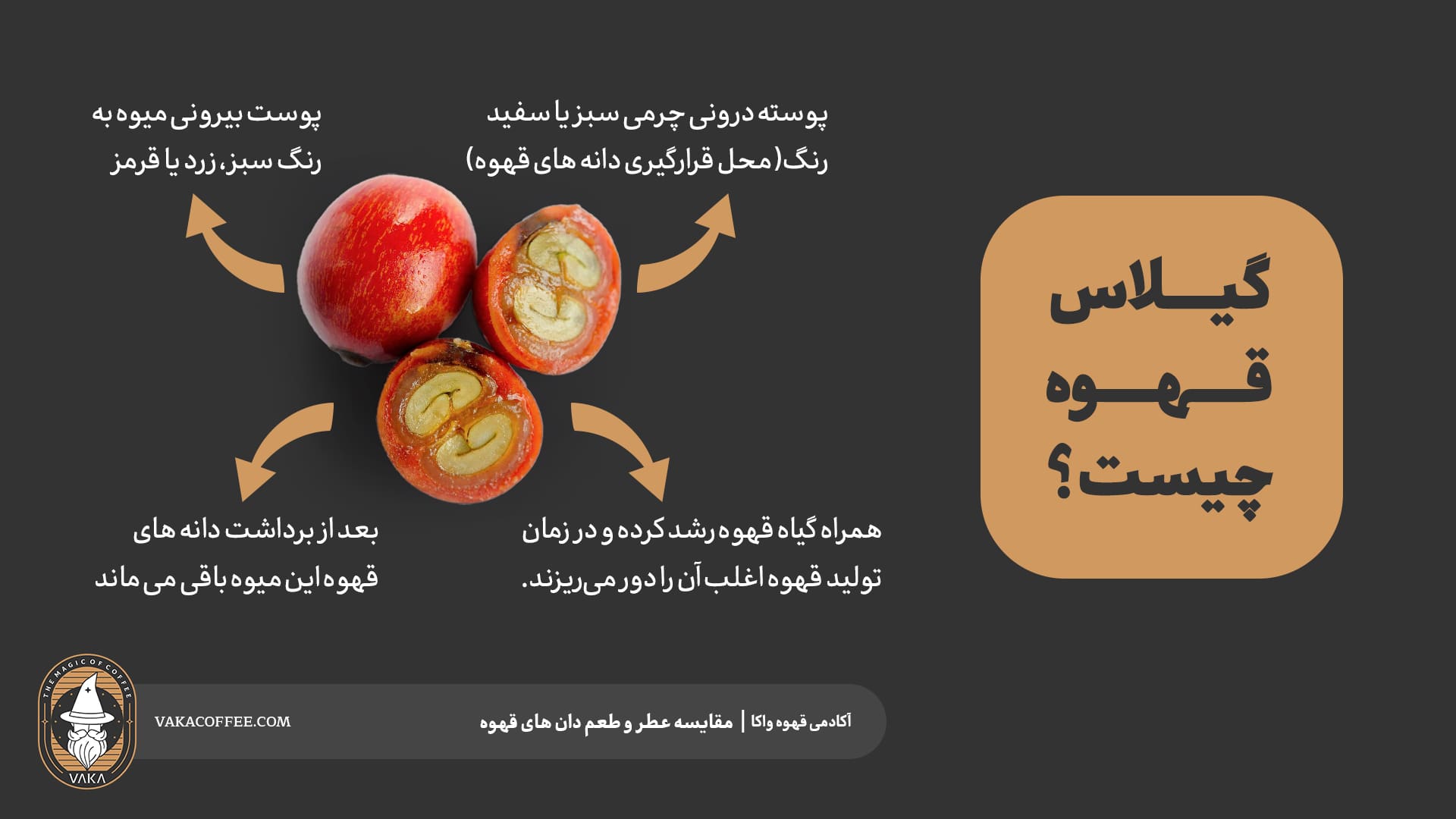 گیلاس قهوه | گیلاس قهوه چیست | خواص گیلاس قهوه | آکادمی قهوه واکا