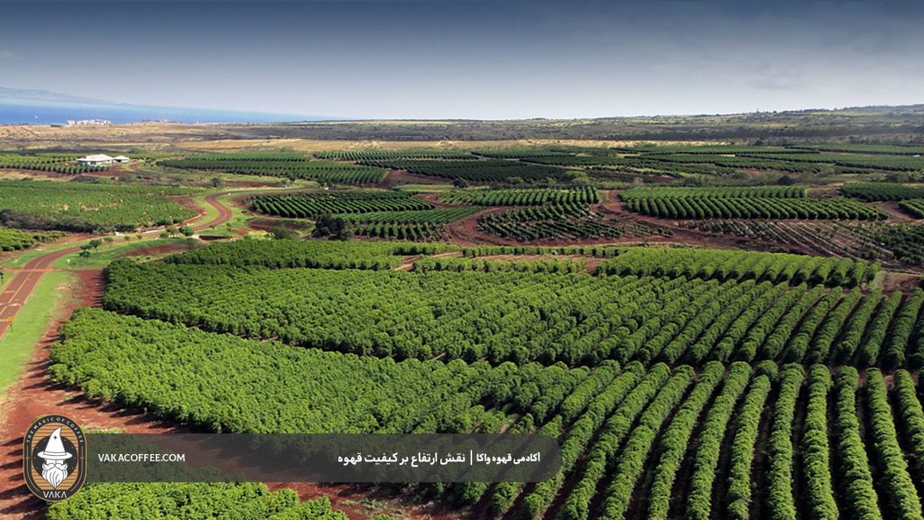 قهوه ارتفاع پایین