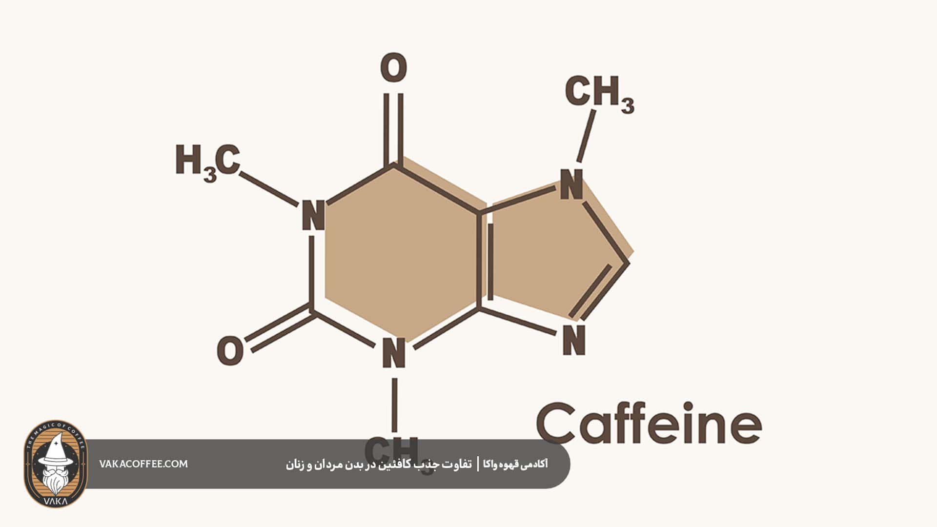 جذب کافئین بر بدن | قهوه واکا