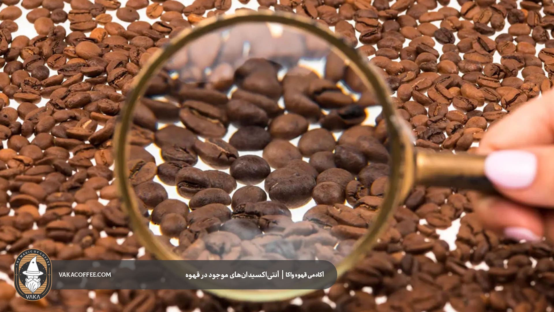 تنوع آنتی‌اکسیدان‌ها در ترکیب قهوه | قهوه واکا