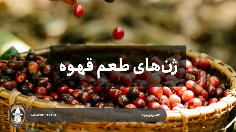 ژن‌های طعم قهوه؛ چرا هرکس قهوه را متفاوت می‌چشد؟ | قهوه واکا