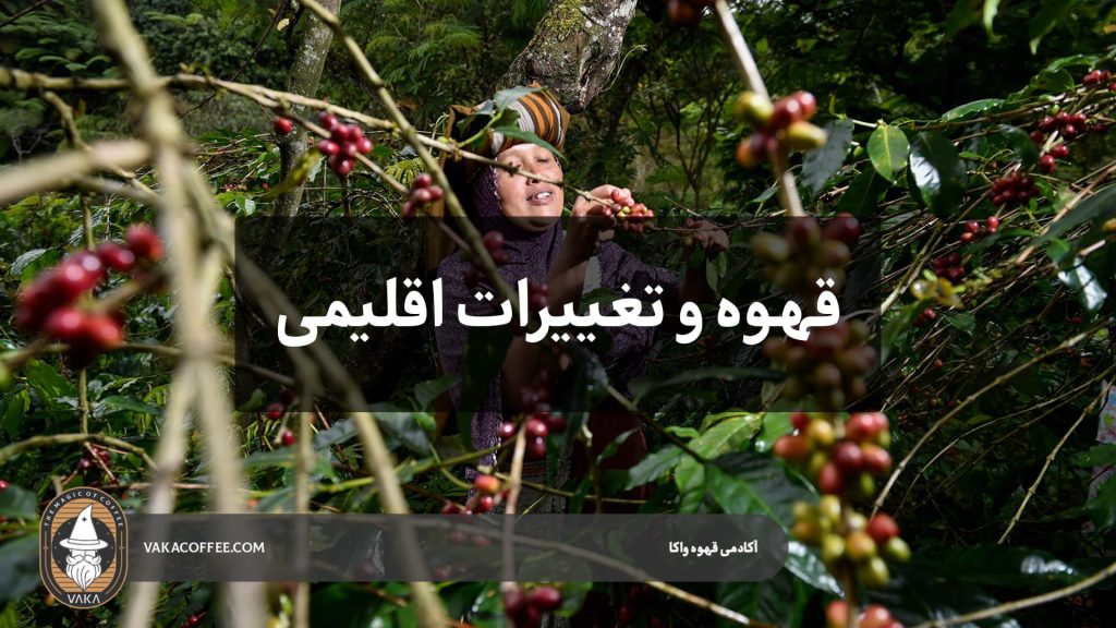 قهوه و تغییرات اقلیمی ؛ کدام مناطق تولیدی تا ۱۰ سال آینده از بین می‌روند؟ | قهوه واکا