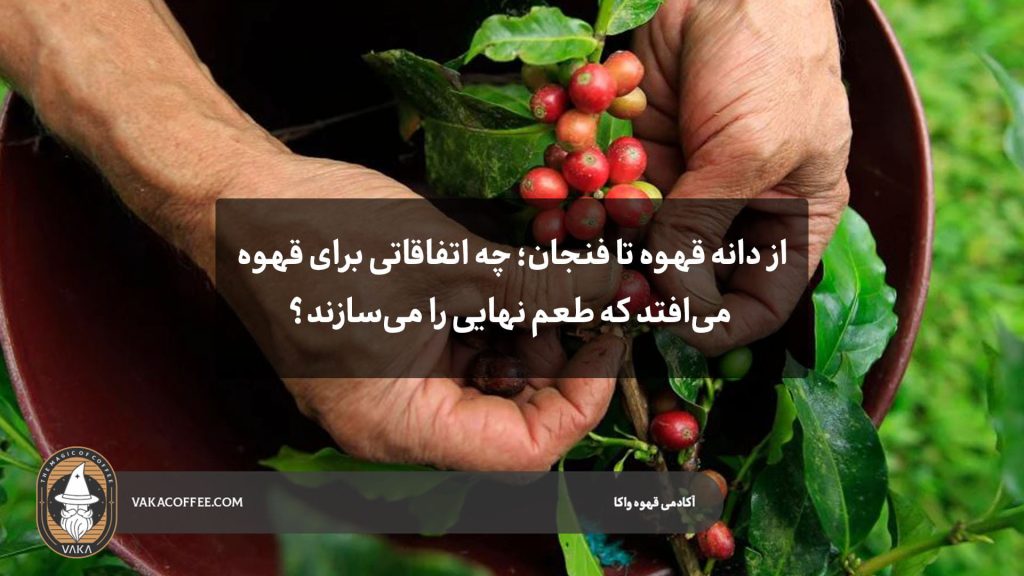 فرآیند تولید قهوه | قهوه واکا